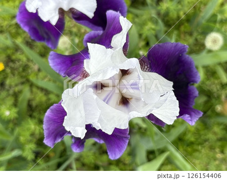 アヤメの花_ドイツアヤメ_ジャーマンアイリス 126154406