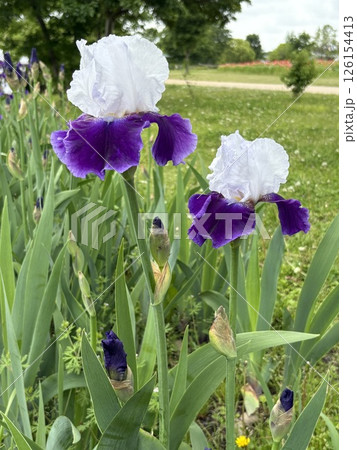 アヤメの花_ドイツアヤメ_ジャーマンアイリス 126154413