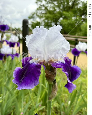 アヤメの花_ドイツアヤメ_ジャーマンアイリス 126154415