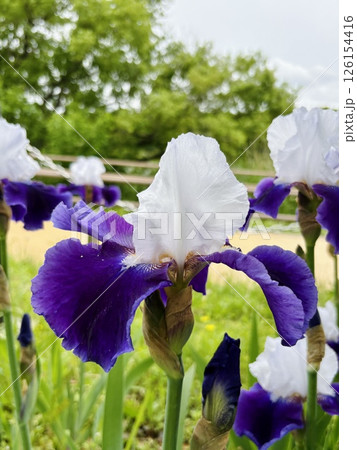 アヤメの花_ドイツアヤメ_ジャーマンアイリス 126154416