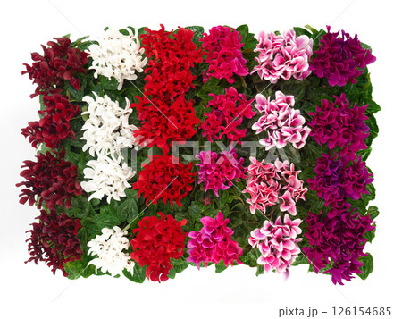 ミニシクラメンの花苗 126154685