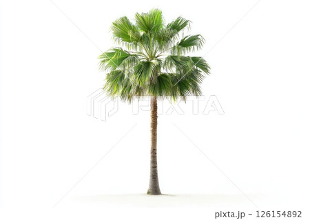 Washingtonia robusta palm tree standing out against white background 126154892