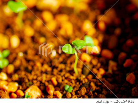 発芽　バジルの種を蒔いて　数日　芽が出た 126154913