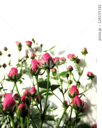 極姫バラ　ワンダーファイブ 126155191