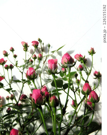 極姫バラ　ワンダーファイブ 126155192