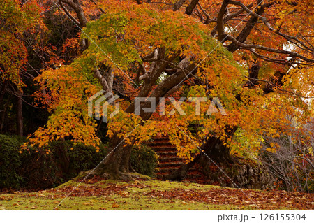 紅葉 紅葉 126155304