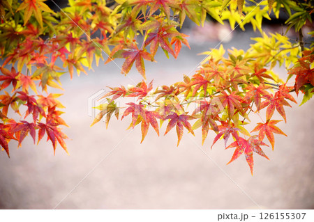 紅葉 126155307