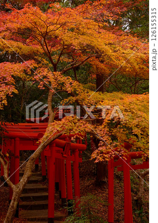 紅葉 紅葉 126155315