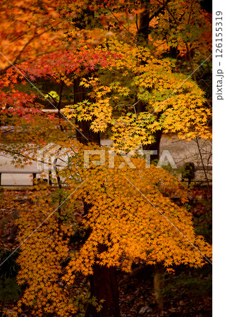紅葉 126155319