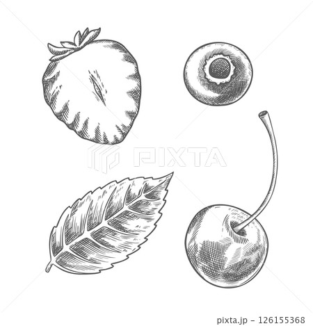 Set of strawberry blueberry cherry and mint leaf. Hand drawn vector food illustration. Line art graphic of sweet berries in the sketch style perfect for menu or product creation and package design. 126155368