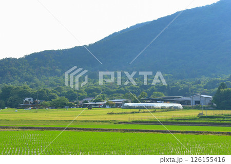 牧場がある田園風景 126155416