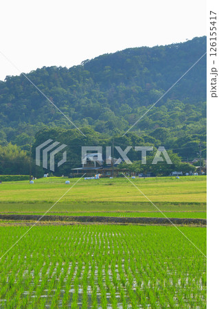 牧場がある田園風景 126155417