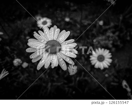 モノクロームの世界～雨の水曜日～ 126155547