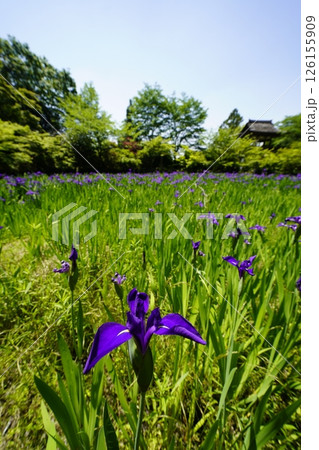 杜若咲く池のある庭園 126155909
