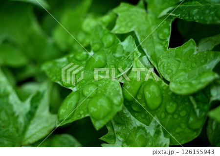 雨に濡れたツタの葉 雨に濡れたツタの葉 126155943
