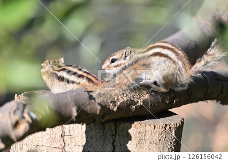 仲良し2匹 シマリスカップル (オス・メス・イメージ) 仲良し2匹 シマリスカップル (オス・メス・イメージ) 126156042