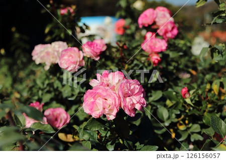 荒尾市　おもやい市民花壇　バラの花、 126156057