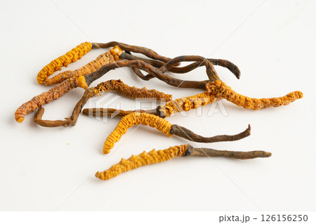 Cordyceps or Ophiocordyceps sinensis mushroom herb is fungus for used as medicine on white background. Cordyceps or Ophiocordyceps sinensis mushroom herb is fungus for used as medicine on white background. 126156250
