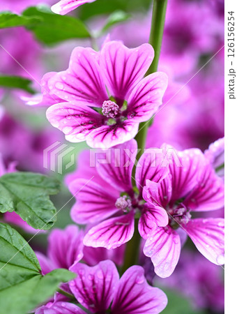 雨に濡れたゼニアオイの花 126156254