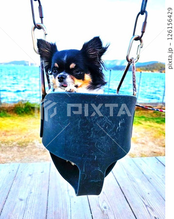 揺りかごに乗るチワワ 126156429