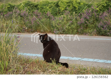 道端で遊ぶ黒猫 126156562