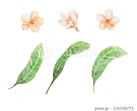 Plumeria set. Pink pastel flowers and green leaves. Hand drawn watercolor illustration isolated on white. For cards, invitations, summer and tropical banners, posters. Plumeria set. Pink pastel flowers and green leaves. Hand drawn watercolor illustration isolated on white. For cards, invitations, summer and tropical banners, posters. 126156773