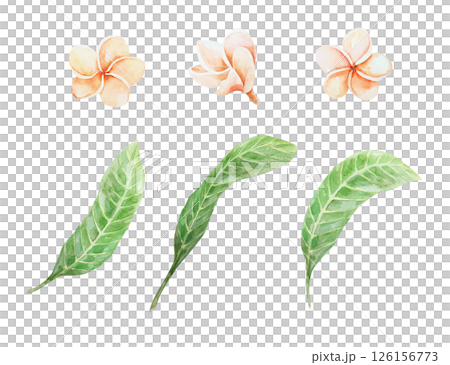 Plumeria set. Pink pastel flowers and green leaves. Hand drawn watercolor illustration isolated on white. For cards, invitations, summer and tropical banners, posters. 126156773