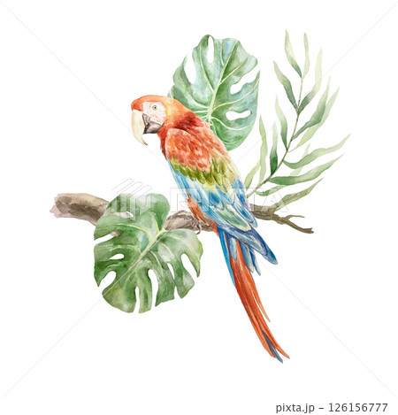 Macaw parrot sitting on a branch with tropical monstera and palm leaves. Hand drawn watercolor illustration isolated on white. For postcards, invitations, design element for summer banners, posters. 126156777