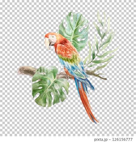 Macaw parrot sitting on a branch with tropical monstera and palm leaves. Hand drawn watercolor illustration isolated on white. For postcards, invitations, design element for summer banners, posters. Macaw parrot sitting on a branch with tropical monstera and palm leaves. Hand drawn watercolor illustration isolated on white. For postcards, invitations, design element for summer banners, posters. 126156777