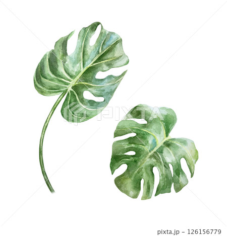 Monstera leaves, green and picturesque. Hand drawn watercolor illustration isolated on white. For postcards, invitations, design element of summer and tropical banners, travel agency posters. Monstera leaves, green and picturesque. Hand drawn watercolor illustration isolated on white. For postcards, invitations, design element of summer and tropical banners, travel agency posters. 126156779