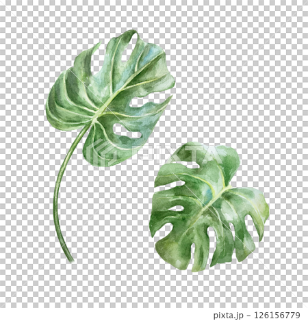 Monstera leaves, green and picturesque. Hand drawn watercolor illustration isolated on white. For postcards, invitations, design element of summer and tropical banners, travel agency posters. Monstera leaves, green and picturesque. Hand drawn watercolor illustration isolated on white. For postcards, invitations, design element of summer and tropical banners, travel agency posters. 126156779