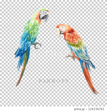 Macaw parrots, blue and red. Sitting exotic birds. Hand drawn watercolor illustration isolated on white. Postcards, invitations, design element of summer and tropical banners, travel agency posters. 126156781