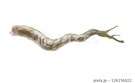 Tree branch, thick, horizontal. Hand drawn watercolor illustration isolated on white. To create tropical jungle, for forest banners, posters, as a place for birds. Tree branch, thick, horizontal. Hand drawn watercolor illustration isolated on white. To create tropical jungle, for forest banners, posters, as a place for birds. 126156822