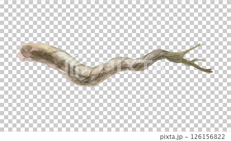 Tree branch, thick, horizontal. Hand drawn watercolor illustration isolated on white. To create tropical jungle, for forest banners, posters, as a place for birds. Tree branch, thick, horizontal. Hand drawn watercolor illustration isolated on white. To create tropical jungle, for forest banners, posters, as a place for birds. 126156822