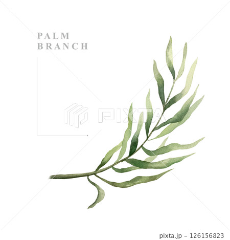 Palm leaf, green and picturesque. Hand drawn watercolor illustration isolated on white. For postcards, invitations, design element of summer and tropical banners, travel agency posters. 126156823
