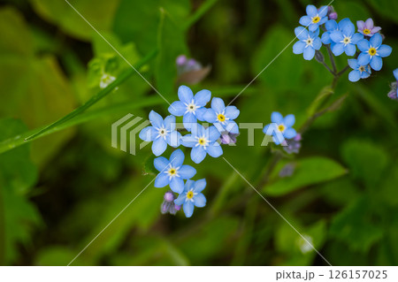 Vibrant image featuring a cluster of delicate blue forget-me-not flowers blooming. Vibrant image featuring a cluster of delicate blue forget-me-not flowers blooming. 126157025