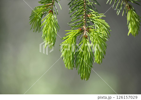 A close shot of fresh, green spruce needles on a branch, showcasing spring's new growth. A close shot of fresh, green spruce needles on a branch, showcasing spring's new growth. 126157029