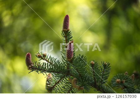 Detailed close-up view of a fir tree branch adorned with fresh pine cones and needles. Detailed close-up view of a fir tree branch adorned with fresh pine cones and needles. 126157030