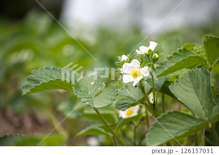 Delicate white strawberry blossoms bloom amidst lush green leaves in a sunlit garden setting. 126157031