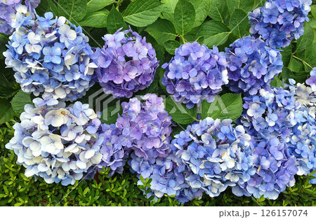 薄い青紫色の紫陽花の花 薄い青紫色の紫陽花の花 126157074