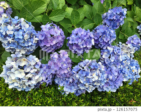 薄い青紫色の紫陽花の花 薄い青紫色の紫陽花の花 126157075