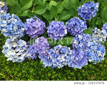 薄い青紫色の紫陽花の花 126157078