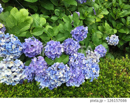 薄い青紫色の紫陽花の花 126157086