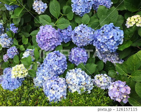 薄い青紫色の紫陽花の花 薄い青紫色の紫陽花の花 126157115