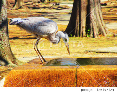 噴水で水を飲んでいるアオサギの姿（東京都足立区の舎人公園） 126157124