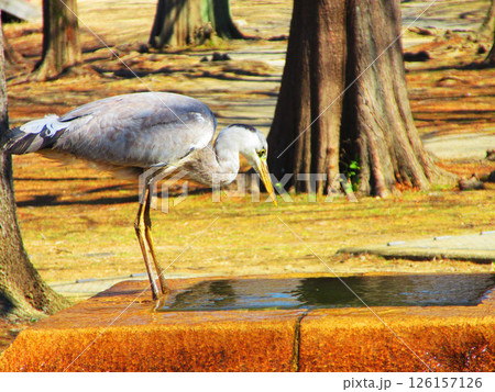 噴水で水を飲んでいるアオサギの姿（東京都足立区の舎人公園） 126157126