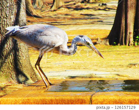 噴水で水を飲んでいるアオサギの姿（東京都足立区の舎人公園） 126157129