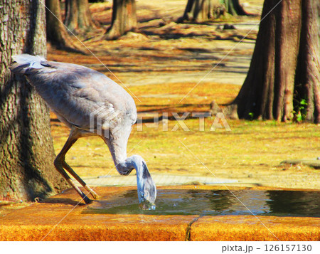 噴水で水を飲んでいるアオサギの姿（東京都足立区の舎人公園） 126157130