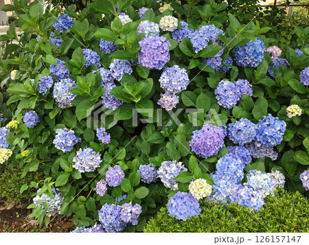 薄い青紫色の紫陽花の花 126157147