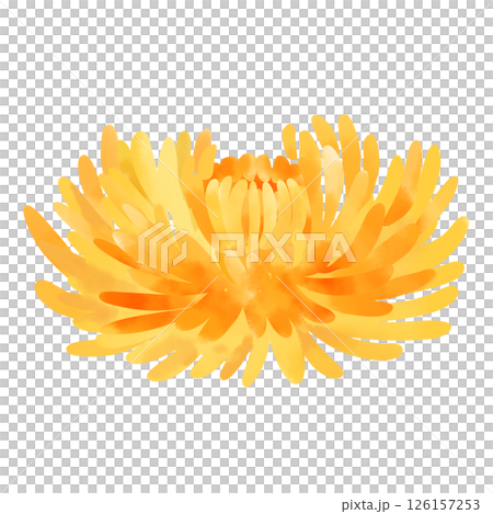 黃色菊花水彩插圖 126157253